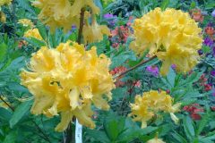 Izbrauciens uz rododendriem (1.06.2014)