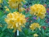 Rododendrs "Selga"